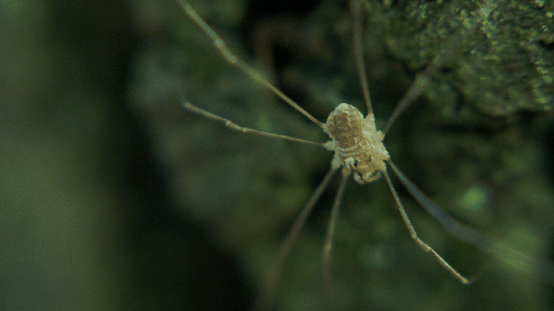 araignée en gros plan, bague macro